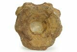 Fossil Ichthyosaur (Brachypterygius) Vertebra - England #351053-1